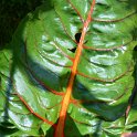 Beta vulgaris cicla 'Bright Lights' (2)